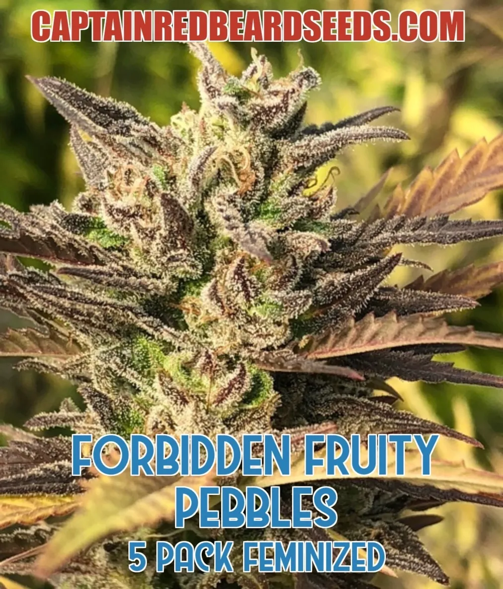 Ffp - Captain Red Beard Seeds