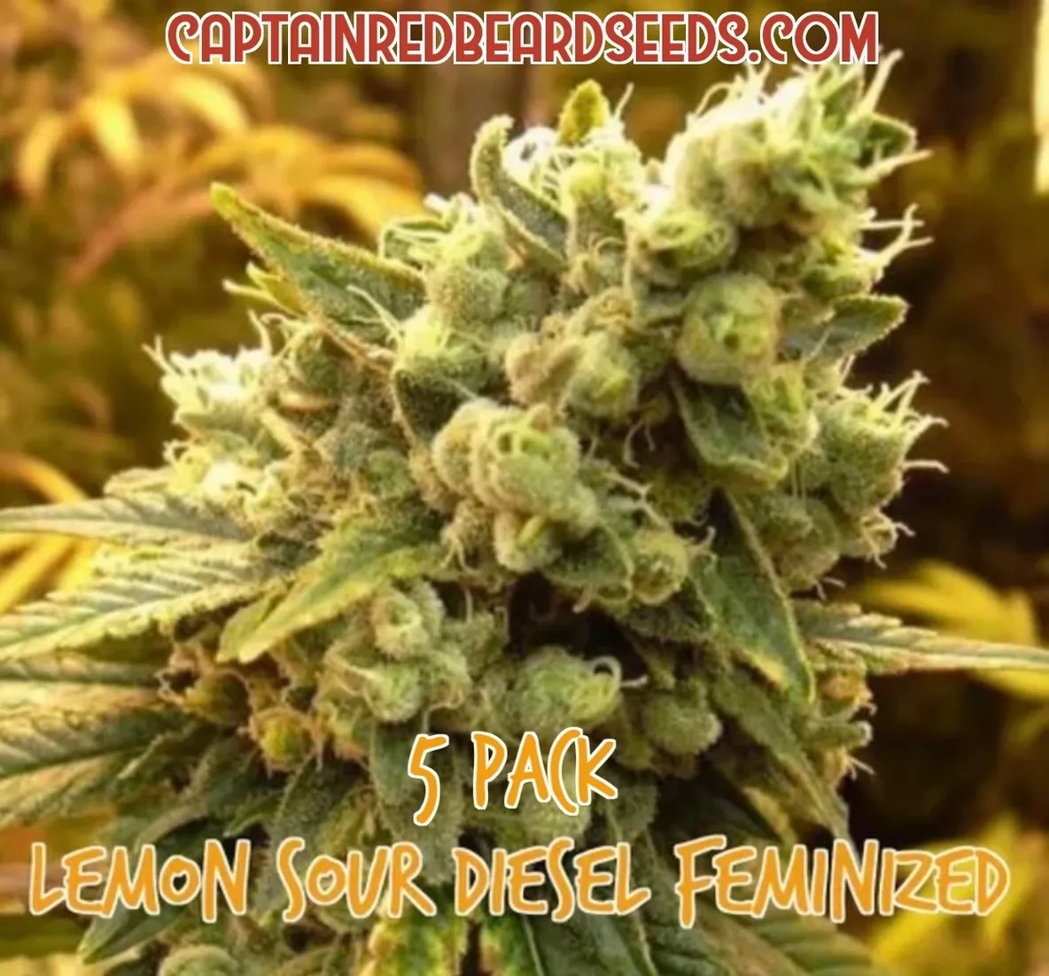 Ld - Captain Red Beard Seeds