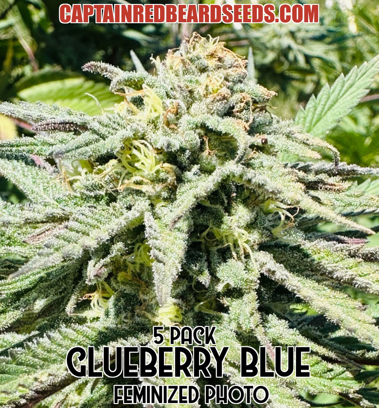 GBB - Captain Red Beard Seeds