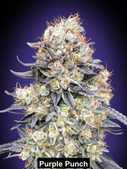 00S-PURPUN-AUTO-fm-5