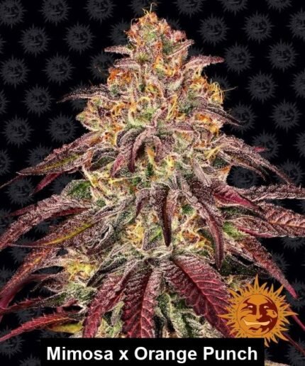 BFS-MIMOP-AUTO-fm-10