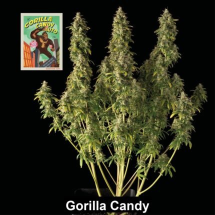 SMAN-GORCAN-AUTO-fm-3